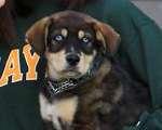 La Nueva Mascota de Justin y Selena