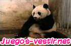 Juego Panda Resfriado