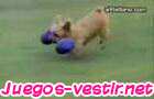 Juego Perritos muy graciosos